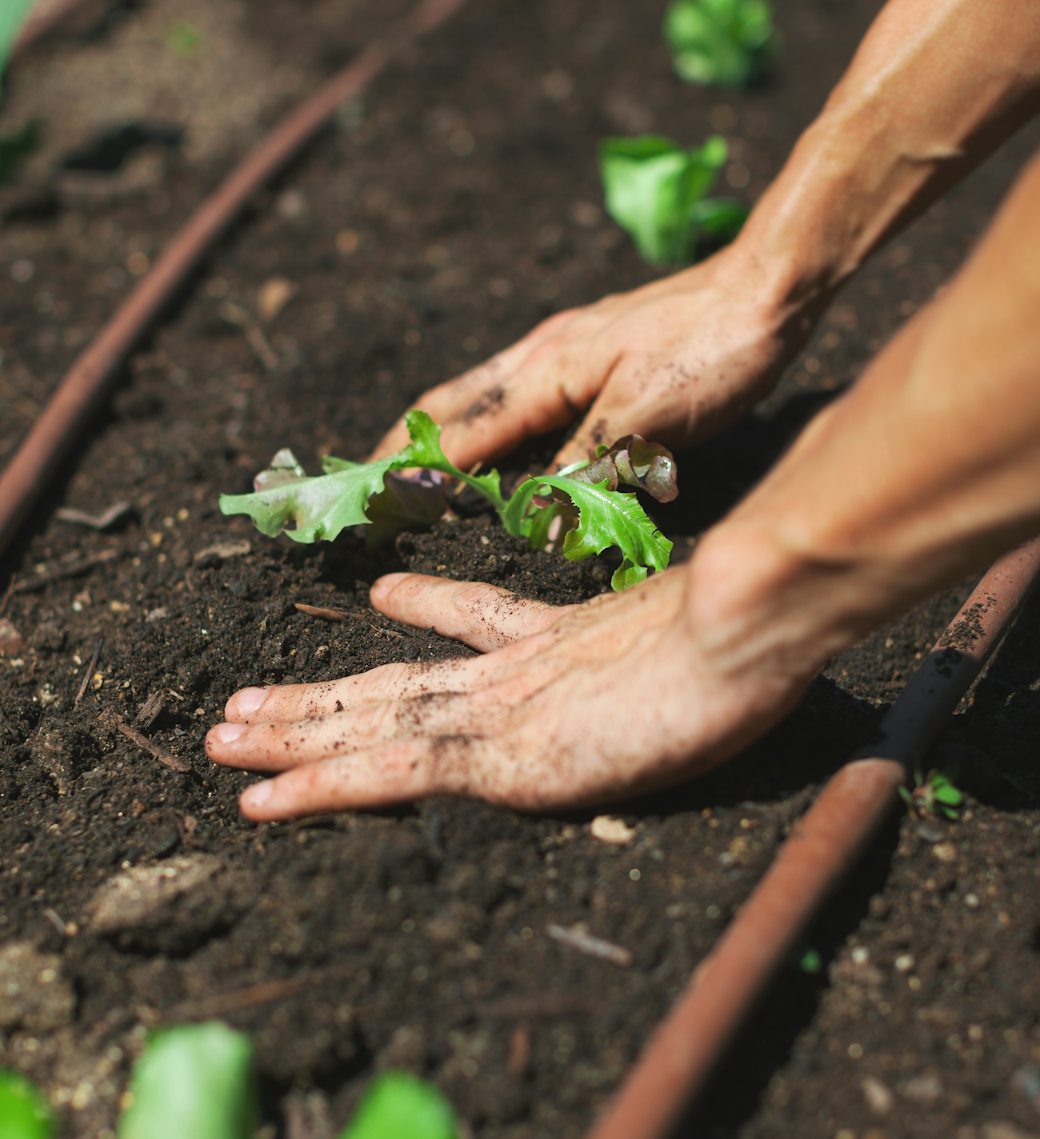 Hands patting soil